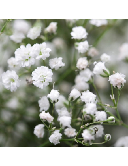 Vendita Semi di Gypsophila Paniculata-Semi Fiori OnLine|Mondo Piante