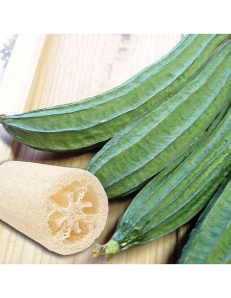 Vendita Semi di Zucca Luffa-Semi Particolari|Mondo Piante