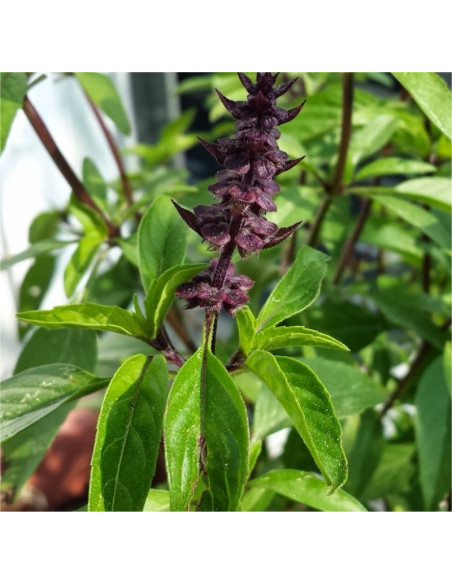 Licorice Basil Seeds for Sale-Seeds Online | Mondo Piante