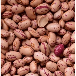 'Cannellino' Dwarf Bean to...