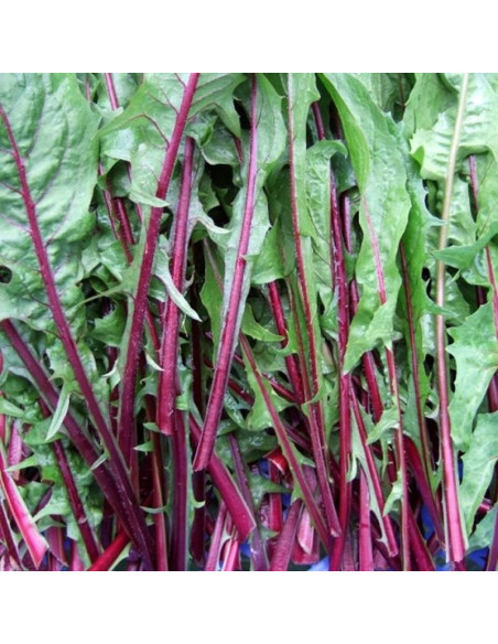 Italian Chicory Seeds for Sale-Seeds Online | Mondo Piante