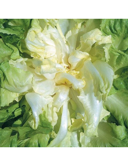 White Chicory from Milan Seeds for Sale-Seeds Online | Mondo Piante