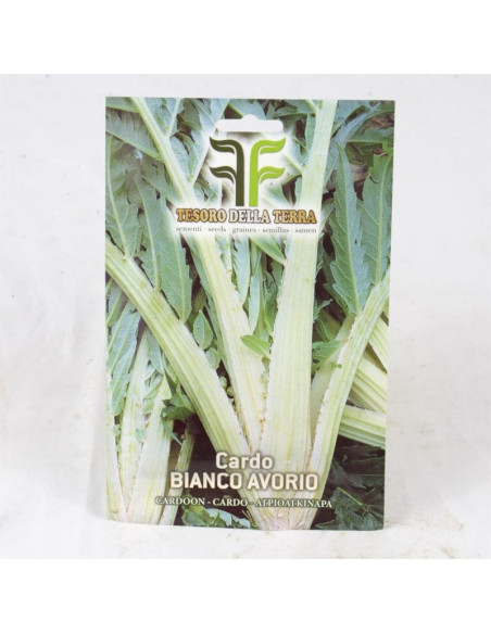 Giant Thistle of Lucca Seeds for Sale-Seeds Online | Mondo Piante