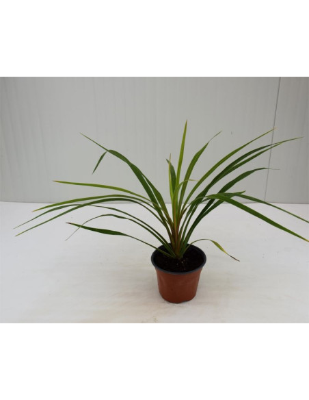 Vendita Pianta Phormium - Piante Da Cespuglio OnLine| Mondo Piante