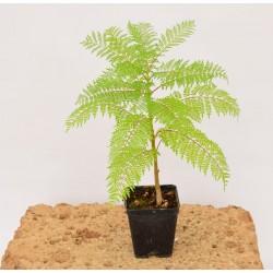 Jacaranda, 5x Piante Vaso 7cm