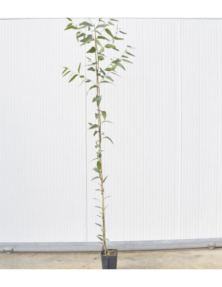 Vendita Pianta di Eucalyptus Trabutii Alberi da Giardino|Mondo Piante