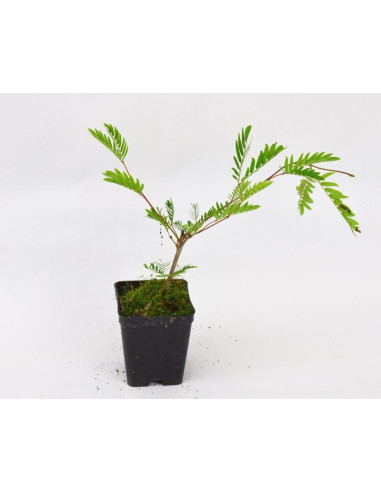Pianta Albizia Vaso 7cm | Albero di Seta | Mondo Piante