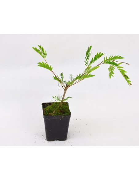 Pianta Albizia Vaso 7cm | Albero di Seta | Mondo Piante