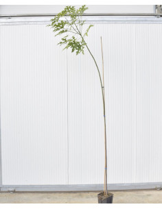 Pianta Brachychiton  | Albero Bottiglia | Mondo Piante