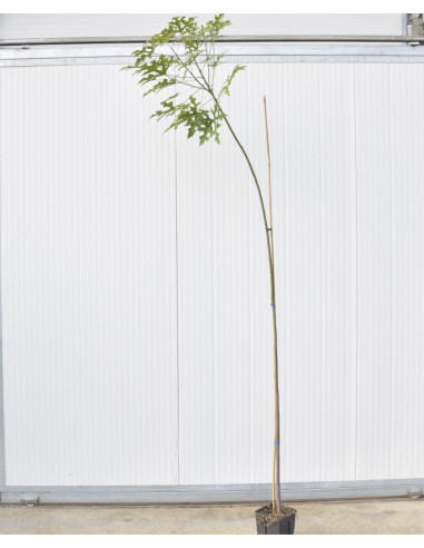 Pianta Brachychiton  | Albero Bottiglia | Mondo Piante