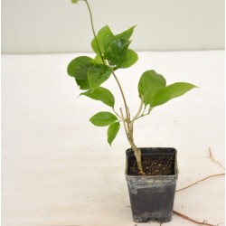 5 Piante di Bauhinia Vaso 7cm