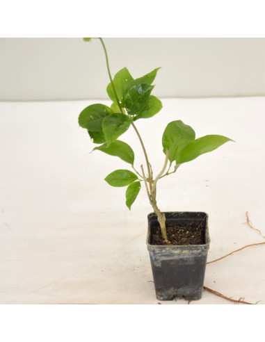 Pianta Bauhinia Vaso 7cm | Albero delle Orchidee | Mondo Piante