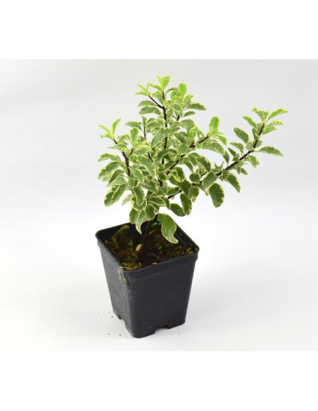 5 Piante di Pittosporum Tenuifolium Vaso 7cm- Cespuglio|Mondo Piante