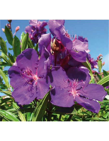 Tibouchina Plant for Sale - Bush Plants Online | Mondo Piante