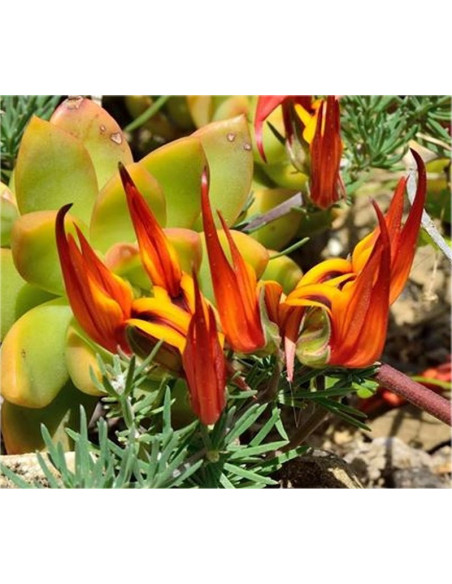 Pianta di Lotus Vaso 18cm - Piante Da Cespuglio | Mondo Piante