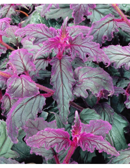 Gynura Plant for Sale - Bush Plants Online | Mondo Piante