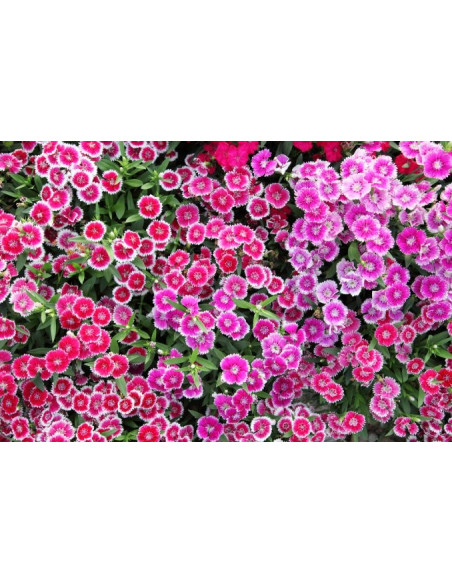 Vendita 5 Piante di Garofanino - Piante Da Cespuglio|Mondo Piante