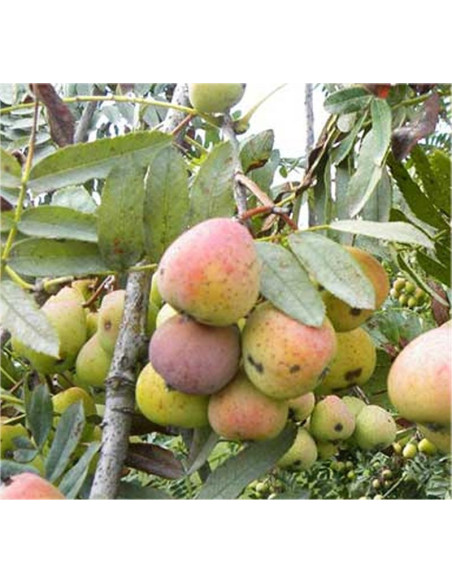 Sell Rowan Tree-Fruit Trees Online|Mondo Piante