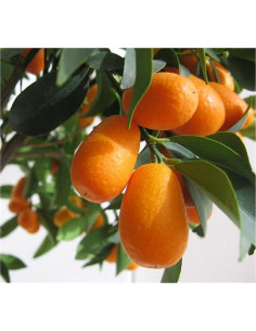 Albero di Mandarino Cinese (Kumquat) 3 Anni | Mondo Piante 2