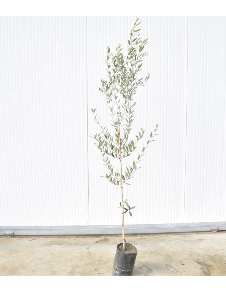 Vendita Albero di Oliva Ascolana Tenera-Alberi di Agrumi| Mondo Piante