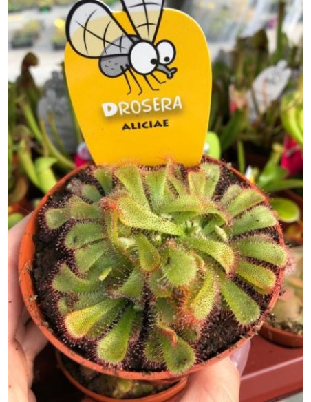 On-line Sale of Drosera plant-Carnivorous Plants|Mondo Piante