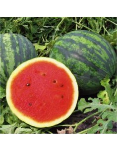 Crimson Small Watermelon Seeds