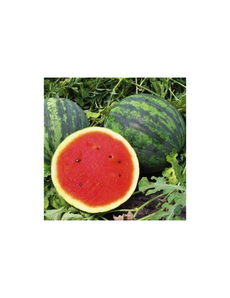 Crimson Small Watermelon Seeds for Sale-Seeds Online | Mondo Piante
