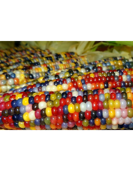 Harlequin Maize Seeds for Sale-Seeds Online | Mondo Piante