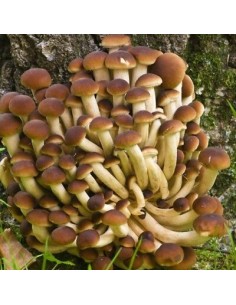 Micelio per Funghi Pioppini
