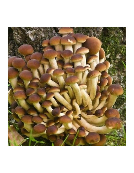 Pioppini Mushroom Seeds for Sale-Seeds Online | Mondo Piante