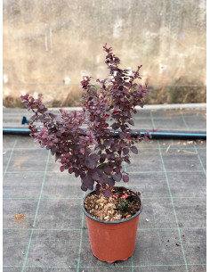 Kit 5 Piante Berberis Thunbergii Vaso 7 cm | Mondo Piante 2