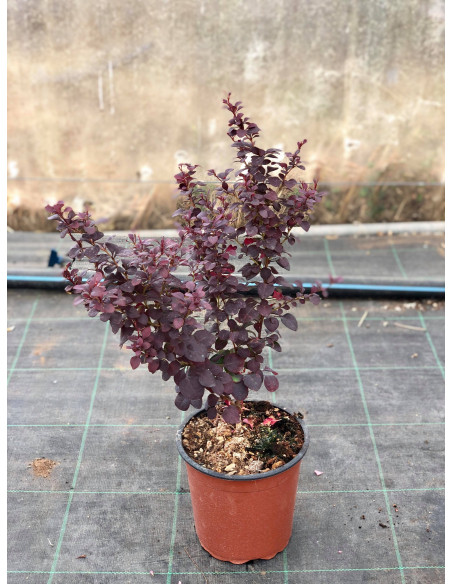 Kit 5 Piante Berberis Thunbergii Vaso 7 cm | Mondo Piante
