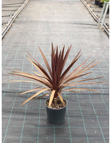Vendita Dracaena Cordyline Indivisa-Piante Da Cespuglio|Mondo Piante