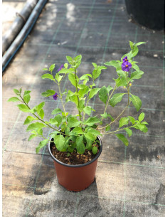 Offerta 5 Piante Solanum Rantonnetii Vaso 7cm | Mondo Piante 2