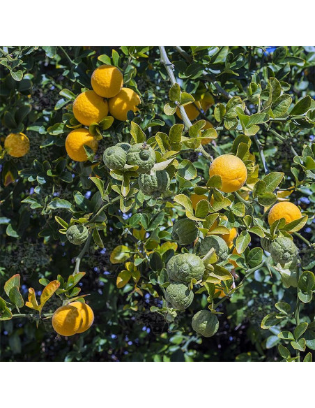 Vendita Semi di Citrus Triptera-Semi Particolari OnLine|Mondo Piante