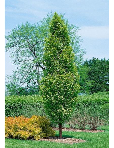 Vendita Semi di Carpinus Betulus-Semi Particolari OnLine|Mondo Piante