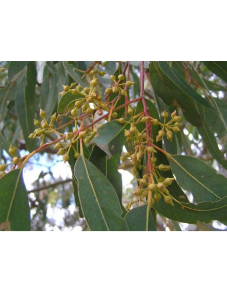 Vendita Semi di Eucalyptus Camaldulensis-Semi Particolari|Mondo Piante