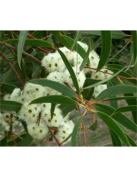 Eucalyptus Bicostata Seeds for Sale-Seeds Online | Mondo Piante