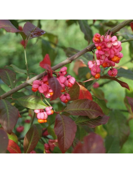 Vendita Semi di Euonymys Europaeus-Semi Particolari|Mondo Piante