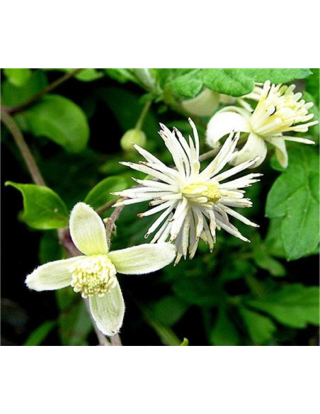 Vendita Semi di Clematis Vitalba-Semi Particolari OnLine|Mondo Piante