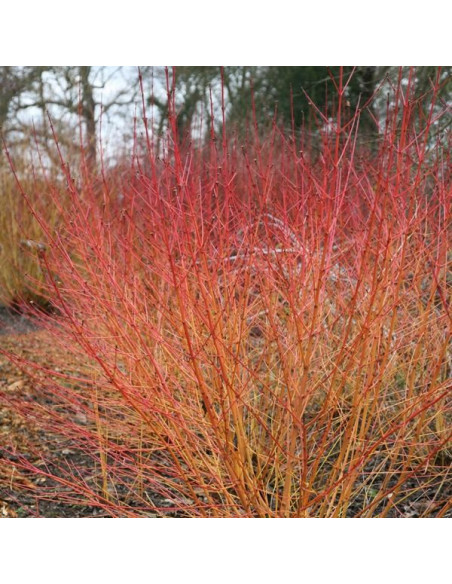 Vendita Semi di Cornus Sanguinea-Semi Particolari OnLine|Mondo Piante