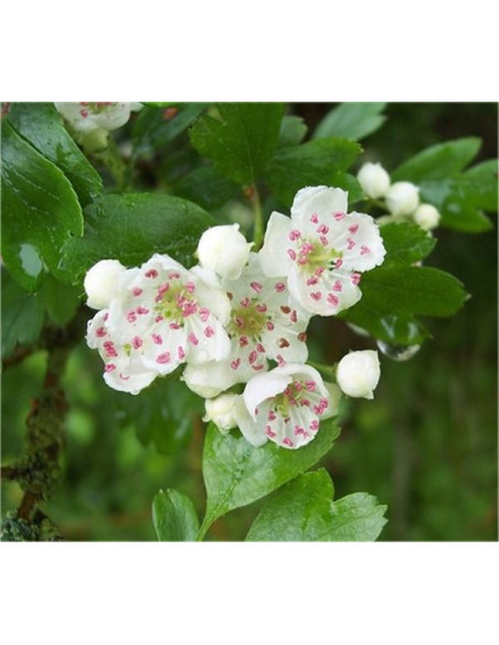 Vendita Semi di Crataegus Monogyna-Semi Particolari OnLine|Mondo Piante
