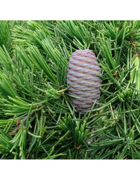 Vendita Semi di Cedrus Deodara-Semi Particolari OnLine|Mondo Piante