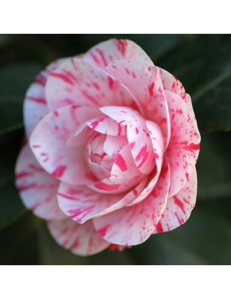 Vendita Semi di Camelia Japonica-Semi Particolari OnLine|Mondo Piante