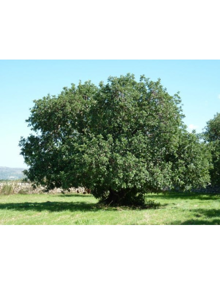 Ceratonia siliqua Seeds for Sale-Seeds Online | Mondo Piante