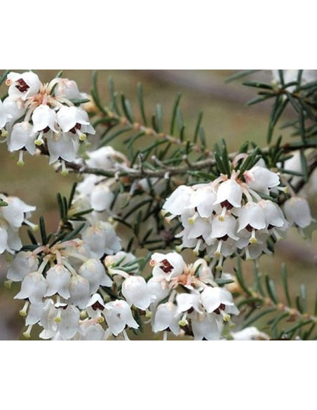 Vendita Semi di Erica Arborea-Semi Particolari OnLine|Mondo Piante