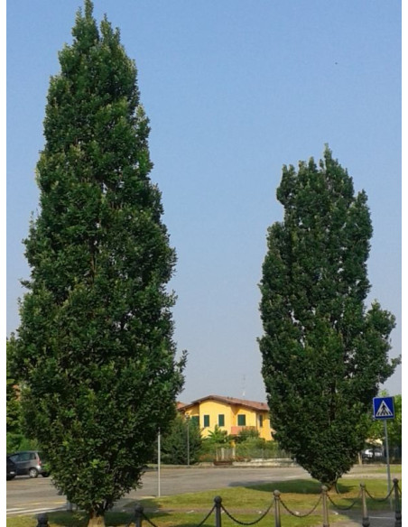 Vendita Semi di Cupressus S.Horizontalis-Semi Particolari|Mondo Piante