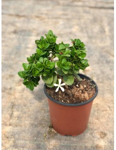 Carissa Macrocarpa Plant...