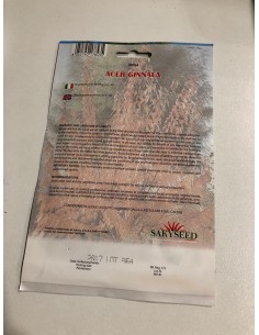 copy of Carpinus Betulus Seeds 2