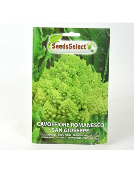 Cabbage Broccolo Seeds for Sale-Seeds Online | Mondo Piante